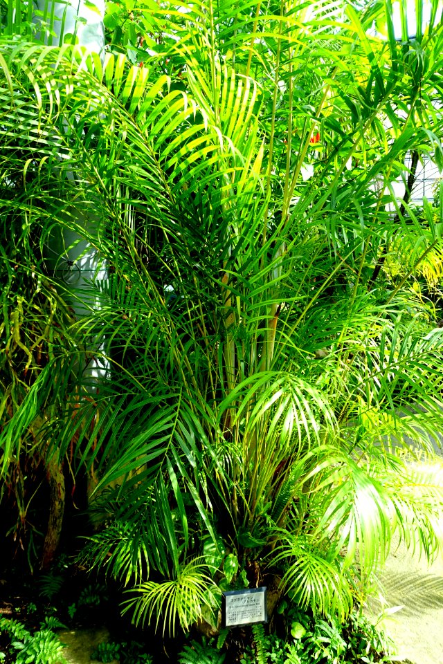 Dypsis lutescens (Chrysalidocarpus lutescens) - Gora Park - Hakone, Kanagawa, Japan - DSC08579