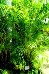 Dypsis lutescens (Chrysalidocarpus lutescens) - Gora Park - Hakone, Kanagawa, Japan - DSC08579