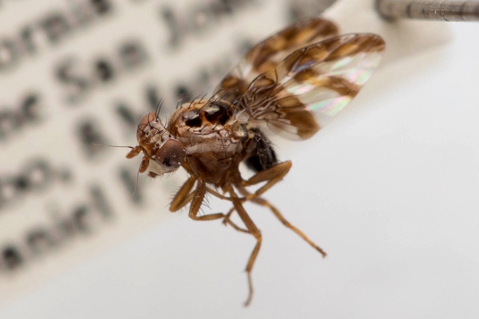Dyscrasis hendeli, alternate side view