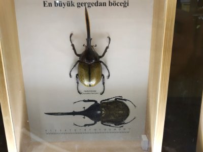 Dynastes hercules in Konya, Turkey