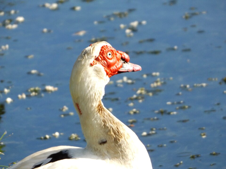 Ducks of the laguito