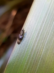 Dysbiota peregrina 56931389