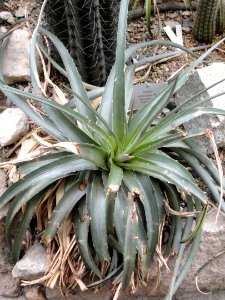 Dyckia velascana - Palmengarten Frankfurt - DSC01760
