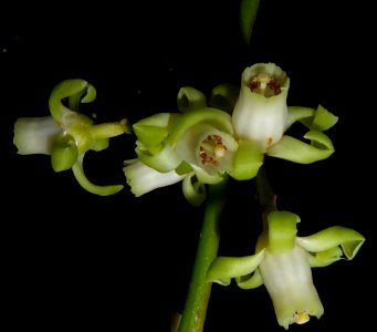Dysoxylum spectabile2 by Peter de Lange