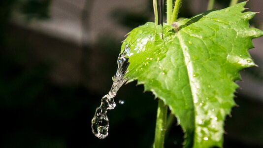 Green crystalline natural