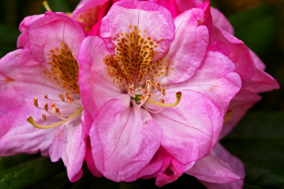 Bloom plant close up