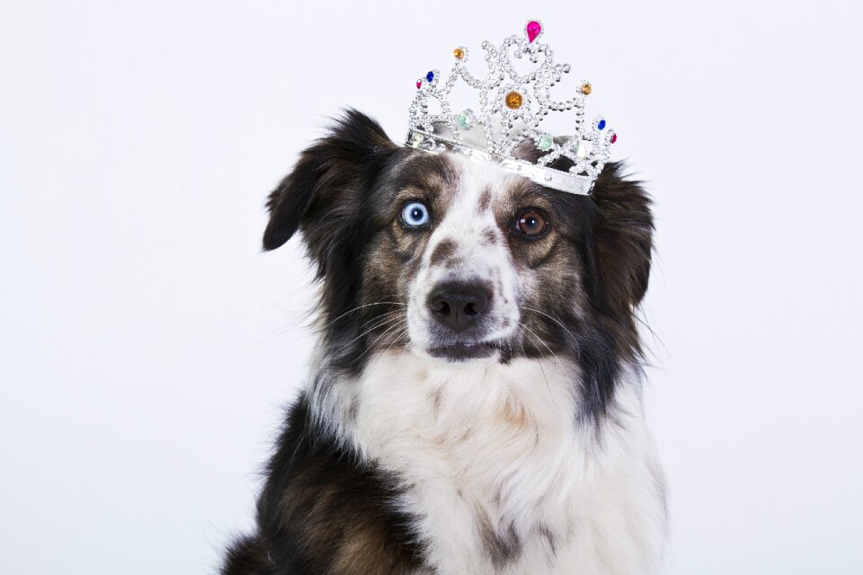 Purebred dog white landscape format