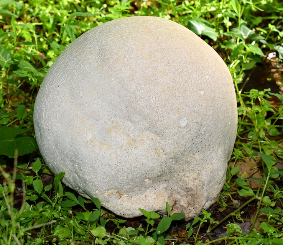 Mushroom plant nature