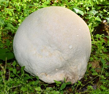 Mushroom plant nature