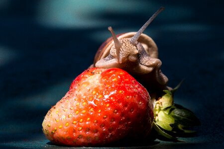 Shell food fruit