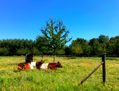 Dutch Belted cows photo