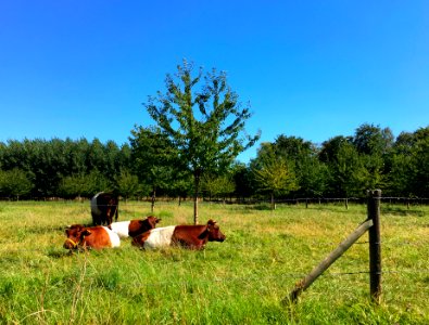 Dutch Belted cows