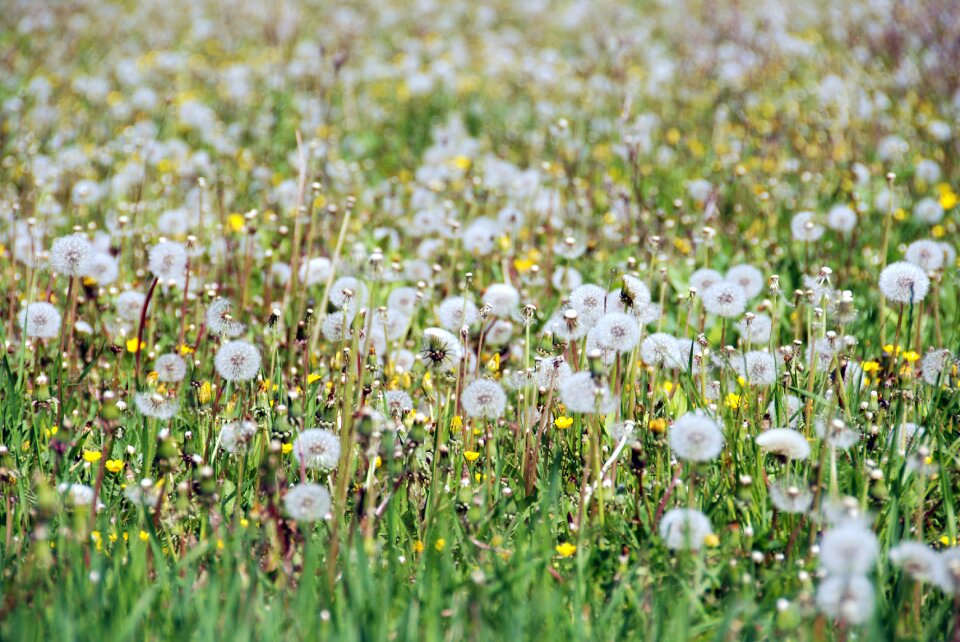 Flowers green sunny