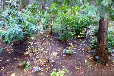 Dunsmuir Botanical Gardens - DSC02916