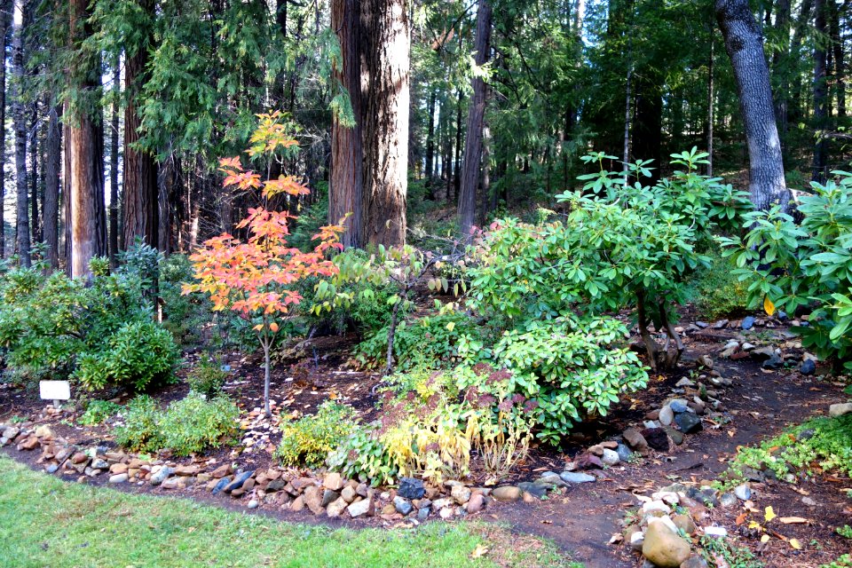 Dunsmuir Botanical Gardens - DSC02918