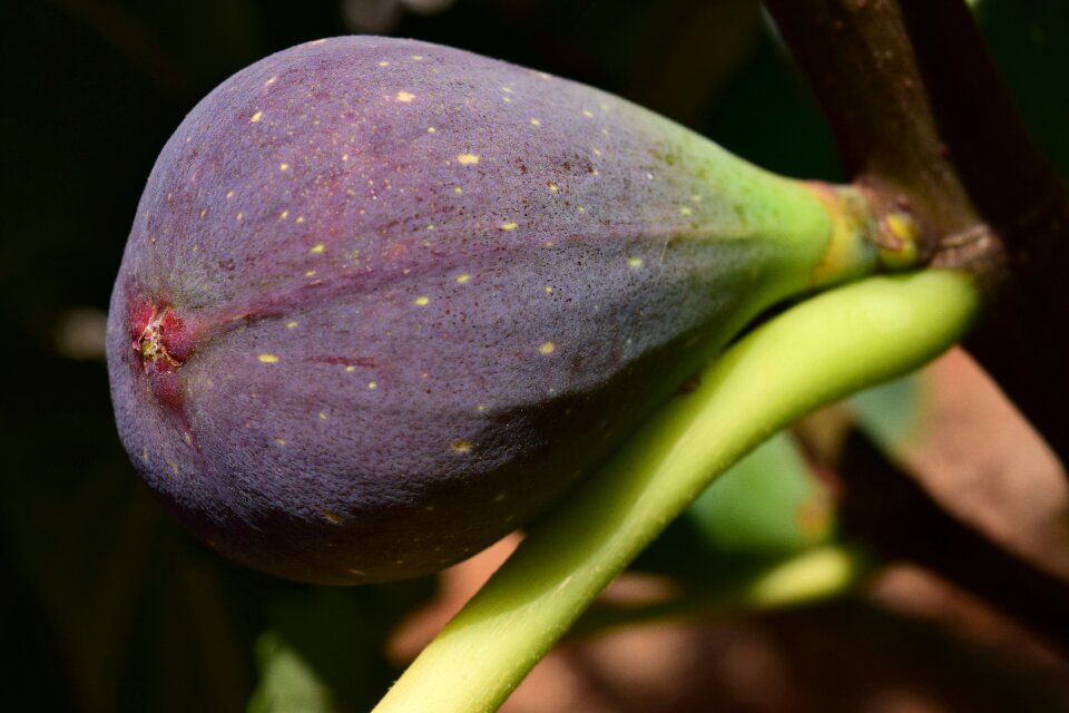 Fruit real coward fruits