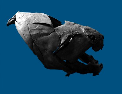 Dunkleosteus Vienna 22 04 2013 1
