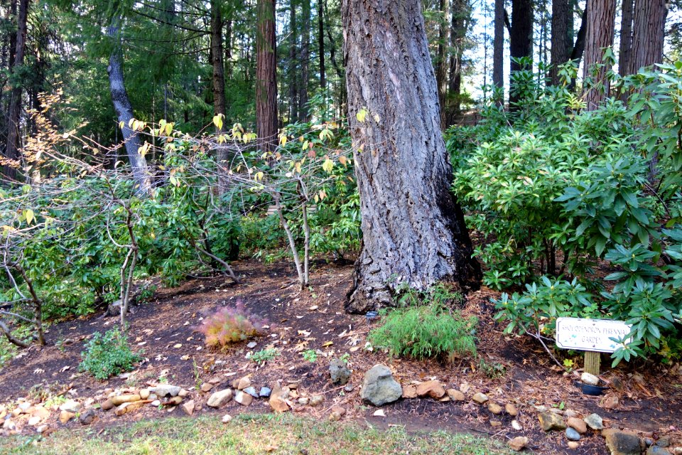 Dunsmuir Botanical Gardens - DSC02917