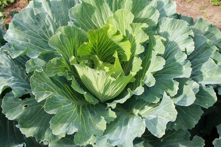 Vegetables why vegetable garden