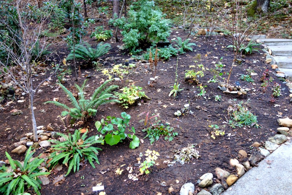 Dunsmuir Botanical Gardens - DSC02915