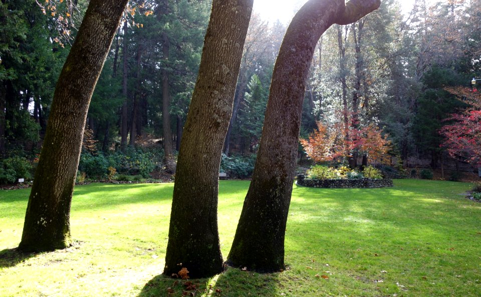 Dunsmuir Botanical Gardens - DSC02928