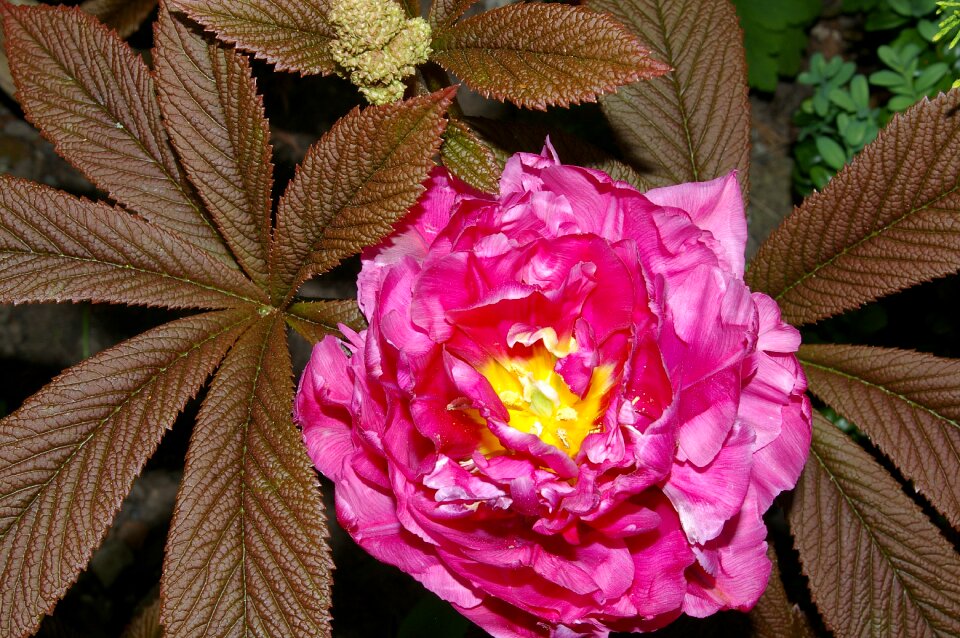 Frühlingsanfang full bloom double flowers