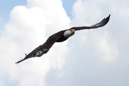 Flight bird raptor photo