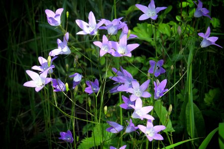 Flower bellflower meadow