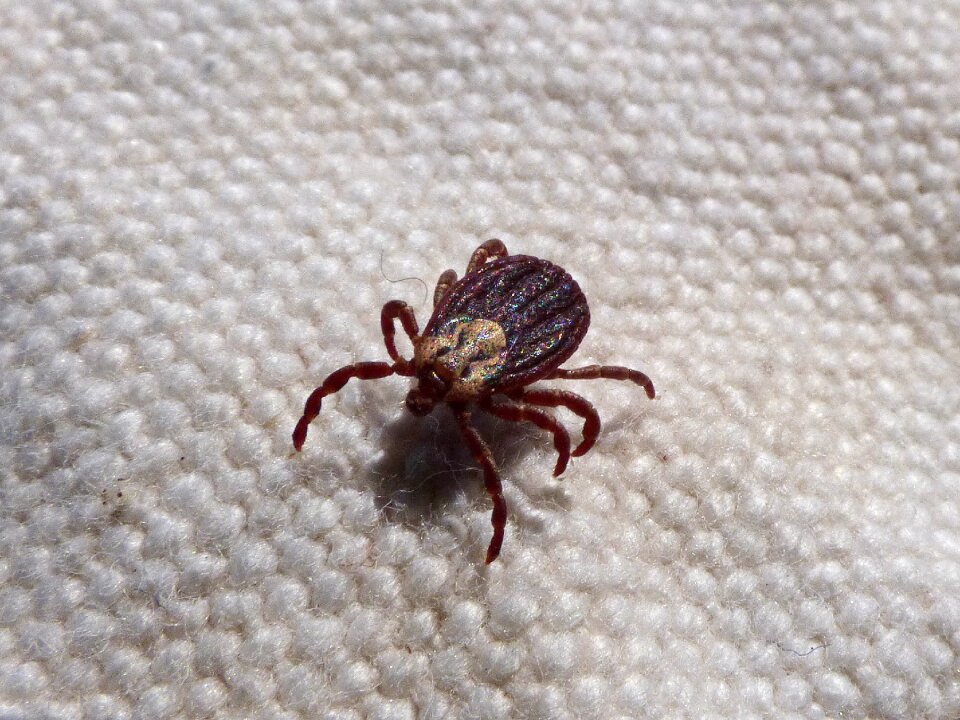 Parasite ixodes suck the blood