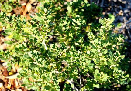 Dune Crowberry - Rhus crenata - South Africa 4