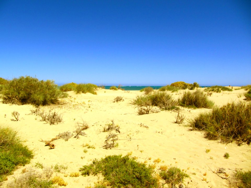 Dunes près de la mer à Exmouth