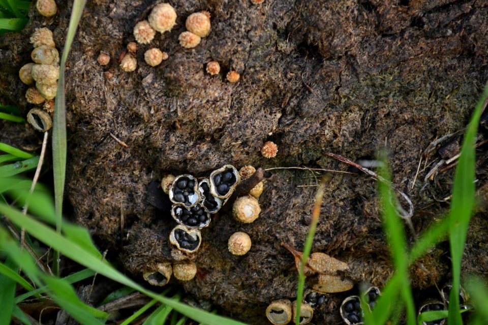Dung-Loving Bird s Nest Fungus (Cyathus stercoreus) (3)