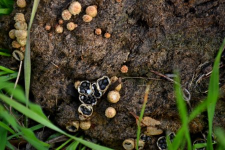 Dung-Loving Bird s Nest Fungus (Cyathus stercoreus) (3)