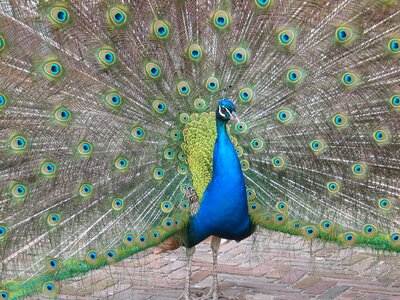 Feathers eye blue