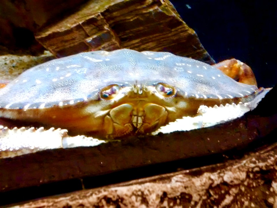 Dungeness crab (Metacarcinus magister)