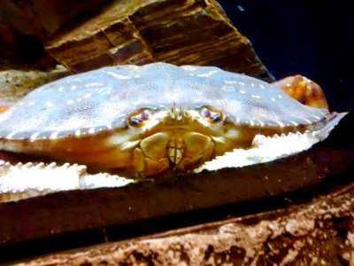 Dungeness crab (Metacarcinus magister) photo