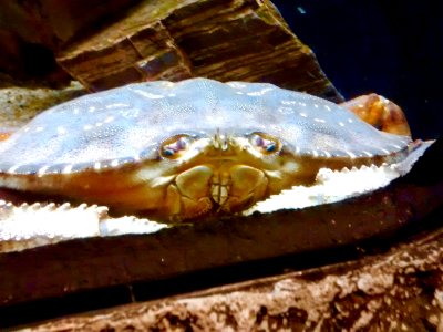 Dungeness crab (Metacarcinus magister)