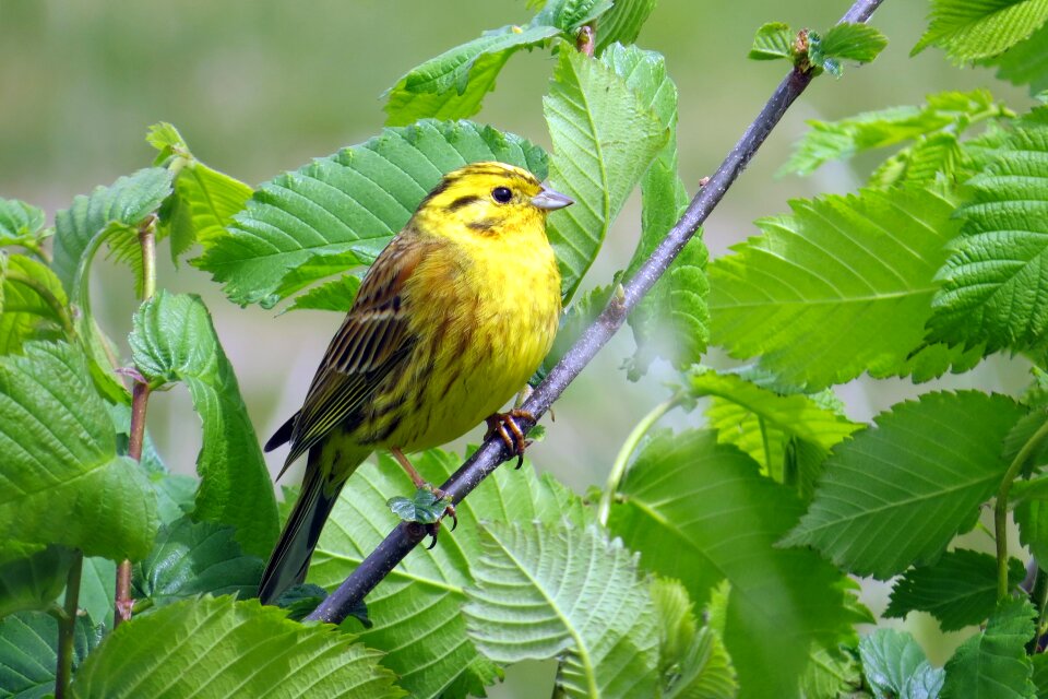 Bird goldammer songbirds