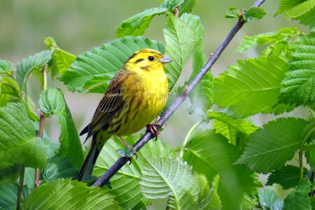 Bird goldammer songbirds