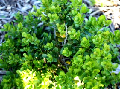 Dune Crowberry - Rhus crenata - South Africa 8