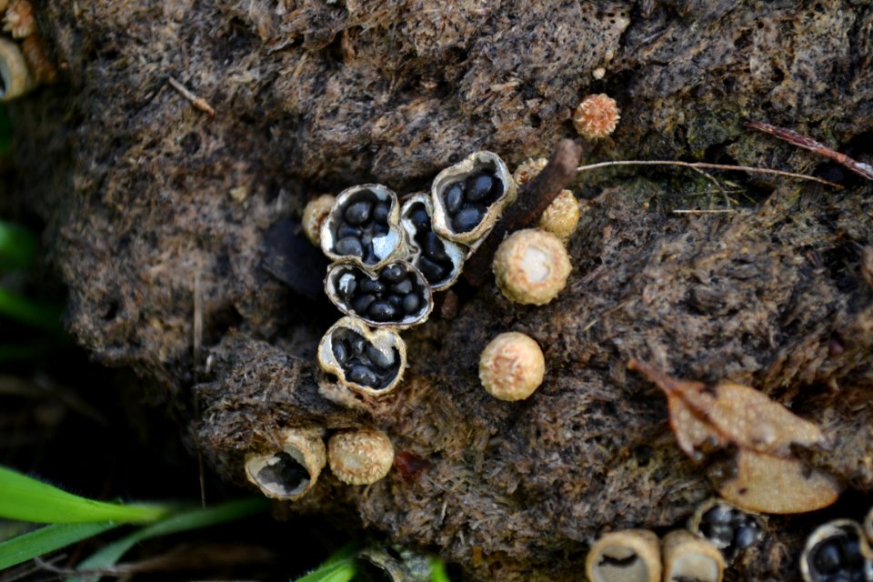 Dung-Loving Bird s Nest Fungus (Cyathus stercoreus)