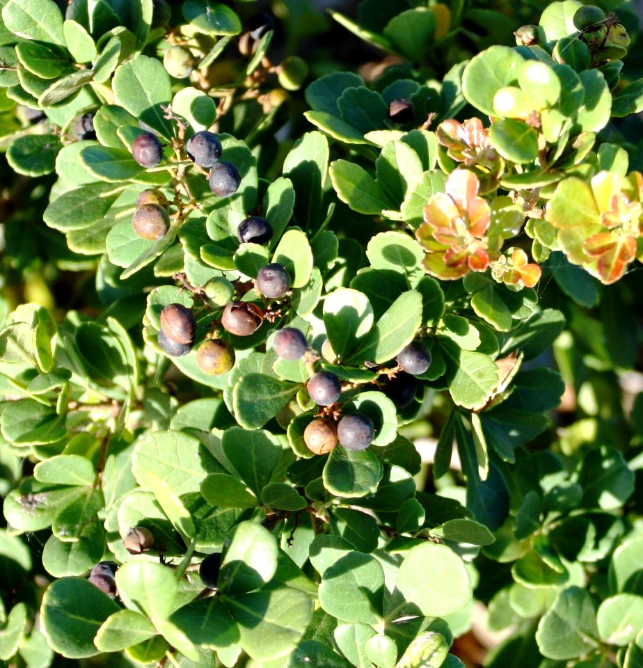 Dune Crowberry - Rhus crenata - South Africa 3