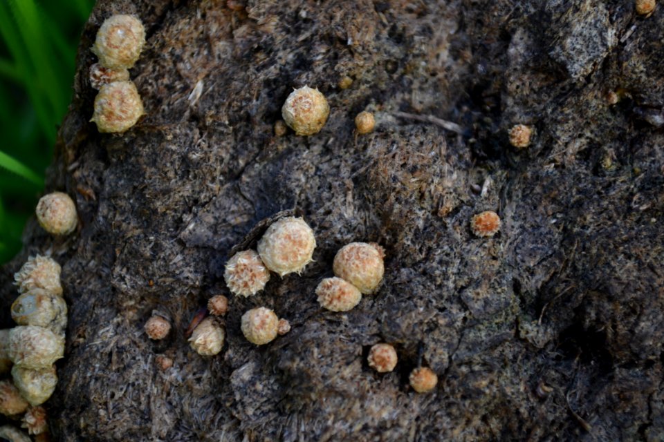 Dung-Loving Bird s Nest Fungus (Cyathus stercoreus) (2)