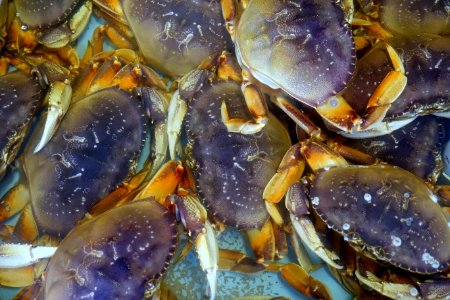 Dungeness crabs, Alioto-Lazio Fish Market - San Francisco, CA - DSC02055