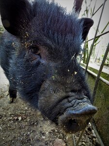 Curious wild pig photo