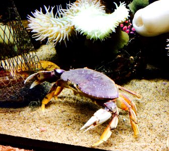 Dungeness crab (Metacarcinus magister) 2 photo