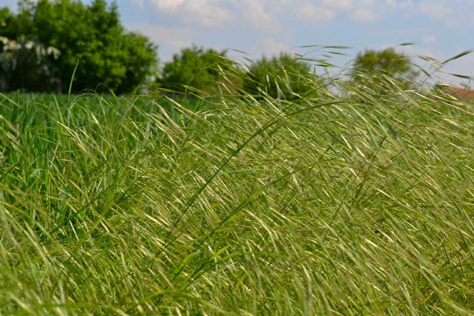 Grass roadside weeds