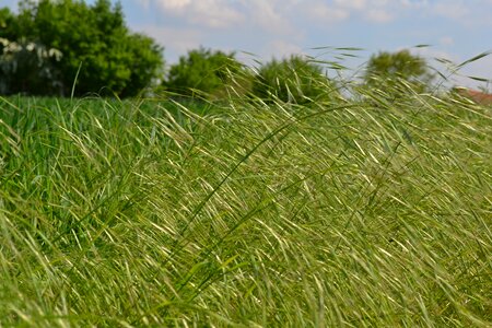 Grass roadside weeds