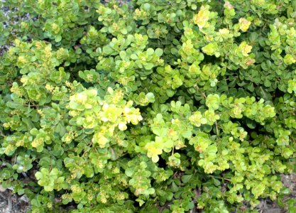 Dune Crowberry - Rhus crenata - South Africa 2