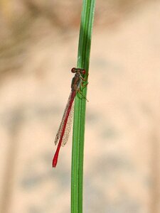 Stem winged insect dragonfly